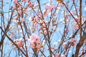 20140402 桜情報③　春爛漫♪-8